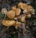 Pholiota graminis