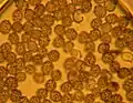 Spores de Lactarius alnicola