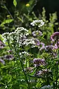 Corymbe chez Iberis umbellata