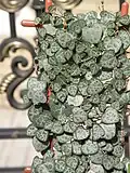 Utilisation comme plante d'intérieur.