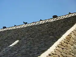 Lignolet en gros plan.