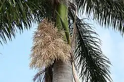 Inflorescence