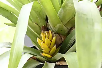 Description de l'image 20100821 Aechmea nidularioides.jpg.