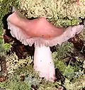 Hygrocybe calyptriformis