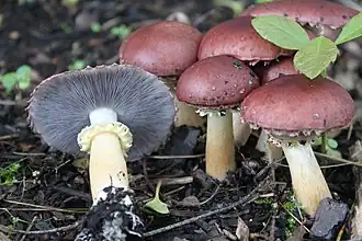 Description de l'image 2011-05-19 Stropharia rugosoannulata Farl. ex Murrill 183478.jpg.