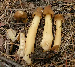 La Verpe conique (Verpa conica)