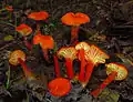 Hygrocybe cantharellus