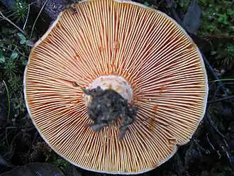 Hyménium sain