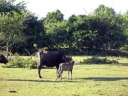 Buffle d'eau