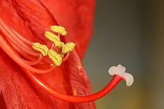 Détail d'une fleur.