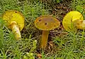 Phylloporus arenicola
