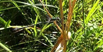 Description de l'image 2012-07-16 17-55-48-lestes-sp.jpg.