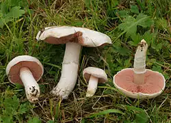 Description de cette image, également commentée ci-après