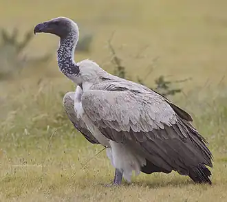 Vautour africain (Gyps africanus)