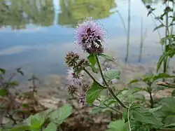 Menthe aquatique