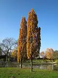 Quercus robur f. fastigiata, en automne.