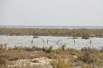 Image illustrative de l’article Lac Bardawil