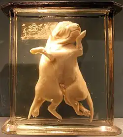 Chiens siamois.