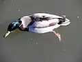 Canard