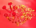 Fleur d'hibiscus (focus stacking)