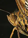 Tête de papillon (focus stacking)