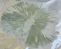 Sporée verte de Chlorophyllum molybdites