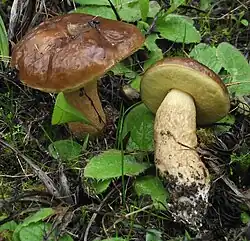 Le Bolet de Corse (Leccinellum corsicum)