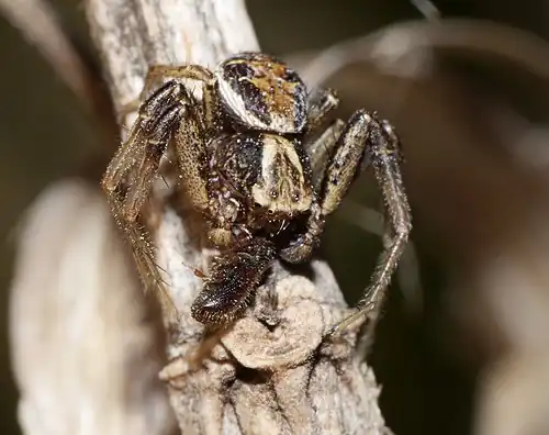 X. cristatus mâle avec une proie.