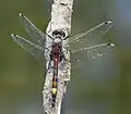 Leucorrhine à gros thorax(Leucorrhinia pectoralis).