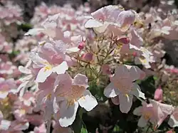 Fleurs.