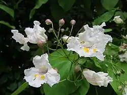 Panicule de fleurs.