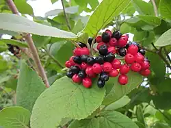 Fruits de Viorne lantane.