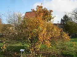 Arbre en automne.