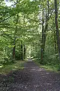 Long sentier en ligne droite dans la forêt.