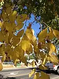 Feuilles d'automne.