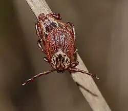 Accouplement.