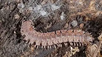 Description de l'image 2014.09.20.-6-Kaefertaler Wald-Mannheim--Tausendfuesser-Polydesmus angustus.jpg.