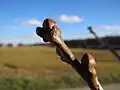 Cicatrices vasculaires en demi-lune du chêne pédonculé