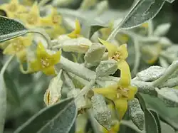 Détail des fleurs.