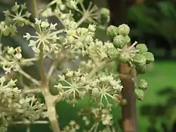 Fleurs et fruits.