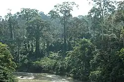 Forêt de Bornéo