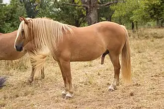 Arabo-Haflinger pendant sa saison de reproduction