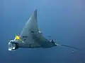 Raie manta