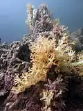 Corail mou jaune nephteidae
