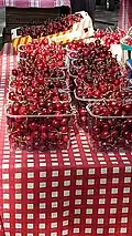Cerises de Céret (Pyrénées-Orientales).