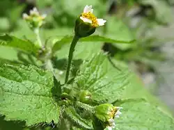 G. quadriradiata.