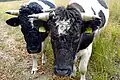 Vaches (sur le Oud-Reemsterveld)