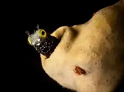 Un Acanthemblemaria spinosa, des Acanthemblemaria, des Chaenopsidae, à Cuba. Aout 2017.