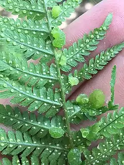Taphrina californica sur une fougère.