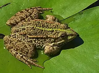 Une grenouille rieuse.